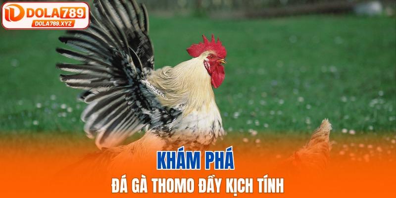 Khám phá đá gà Thomo đầy kịch tính
